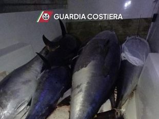 nuovo-maxi-sequestro-di-tonno-rosso-avariato-bloccati-otto-quintali-illegali