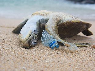 ultime-della-sera-la-plastica-negli-oceani-un-problema-irreversibile