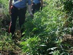 alcamo-scoperta-maxi-piantagione-di-35-mila-piante-di-canapa-indiana