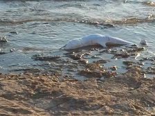 delfino-arenato-presso-il-lido-la-spiaggetta-di-contrada-boccarena