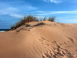 lamministrazione-castiglione-partecipa-a-bando-comunitario-per-il-recupero-delle-dune-di-tre-fontane