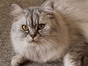 nuova-campagna-di-sterilizzazione-gratuita-per-i-gatti-di-castelvetrano