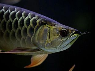 alcamo-la-finanza-scopre-un-pesce-drago-nella-casa-di-due-imprenditori-cinesi