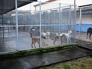 mazara-aggiudicazione-provvisoria-servizio-cattura-randagi