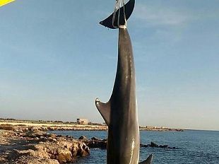 petrosino-delfino-gia-morto-si-arena-davanti-il-lungomare-biscione