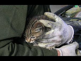 marsala-segnalazioni-di-maltrattamenti-nei-confronti-di-gatti-il-sindaco-di-girolamo-gli-atti-di-incivilta-e-crudelta-non-sono-tollerati