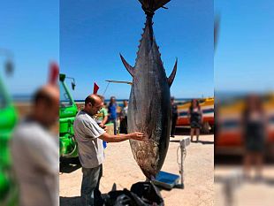 marettimo-battuta-di-pesca-fortunata-pescato-un-tonno-da-oltre-300-kg