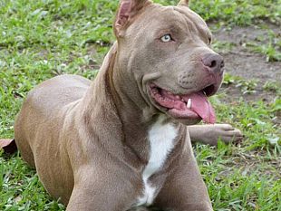 mazara-bimbo-azzannato-da-due-pitbull-non-e-grave-catturati-i-due-molossi