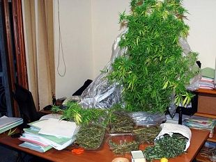 mazara-commissariato-di-p-s-coltivava-cannabis-indica-in-c-da-bianca-serroni-arrestato