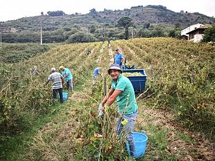 a-salemi-la-vendemmia-della-legalita-sul-vigneto-confiscato-alla-mafia