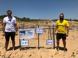rinvenuto-nido-di-tartaruga-marina-nella-spiaggia-di-triscina-legambiente-e-wwf-insieme-per-la-tutela-del-sito