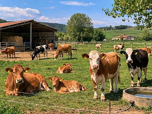 la-provincia-di-trapani-e-libera-dalla-brucellosi-bovina