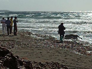 cornino-macabra-scoperta-mucca-spiaggiata-sul-lungomare