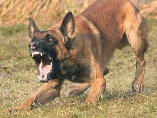 castelvetrano-lettrice-segnala-un-cane-aggressivo-stava-mordendo-mia-figlia-ed-i-vigili-urbani-non-son-sono-voluti-intervenire