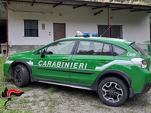 valderice-maltrattamento-e-macellazione-clandestina-di-ovini-denunciate-4-persone