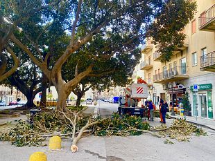 potati-gli-imponenti-ficus-di-piazza-matteotti