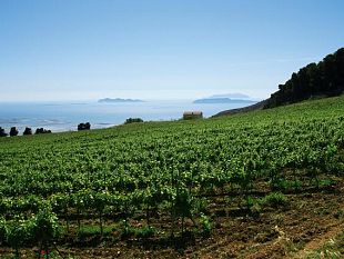 erice-approvata-dal-consiglio-comunale-la-mozione-a-sostegno-del-settore-vitivinicolo