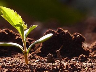 marsala-uso-di-pesticidi-in-agricoltura-interviene-il-sindaco-grillo
