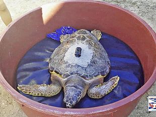 liberata-rita-esemplare-di-caretta-caretta-curato-presso-il-centro-primo-soccorso-per-tartarughe-marine-dellarea-marina-protetta-isole-egadi