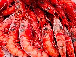 mazara-quote-pesca-gambero-rosso-e-viola-interrogativi-e-preoccupazioni-nella-marineria