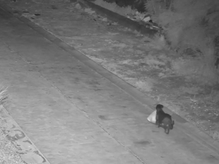 addestra-il-cane-a-gettare-sacchetto-dei-rifiuti-nella-discarica-abusiva-per-eludere-le-telecamere-di-sorveglianza