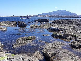 trapani-impossibile-rimuovere-la-carcassa-della-mucca-ritrovata-sugli-scogli