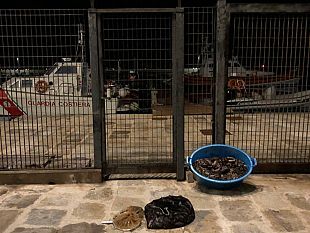 operazione-della-guardia-costiera-contro-la-pesca-di-oloturie