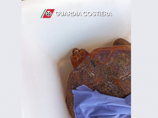 capitaneria-di-porto-salva-una-tartaruga-caretta-caretta-ferita-nelle-acque-di-bonagia