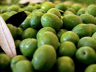 filiera-olivicola-siciliana-il-cofiol-traccia-il-bilancio-sullo-stato-di-salute
