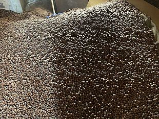 agricoltura-e-non-solo-nuciddi-dei-nebrodi-eccellenza-sopraffatta-dalle-importazioni