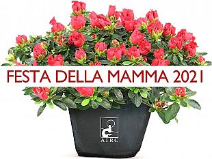 partanna/partanna-tornano-le-azalee-della-ricerca