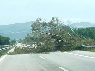paura-sulla-a29-albero-crolla-in-carreggiata-per-il-forte-vento-nei-pressi-di-partinico