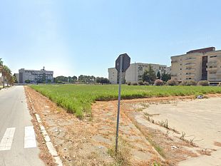 domenica-17-novembre-a-trapani-liniziativa-alberi-per-il-futuro-organizzata-dal-m5s