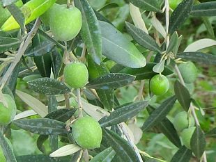 agricoltura-e-non-solo-olive-arabe-da-podio