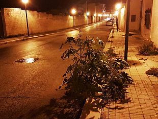 video-mazara-cespugli-diventati-alberi-lungo-molte-strade-cittadini-verde-pubblico