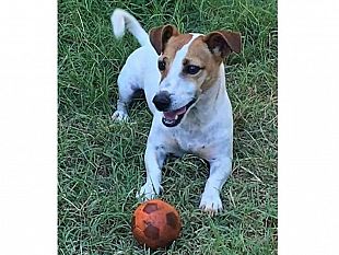si-ricerca-jack-russell-terrier-smarrito-in-zona-tonnarella