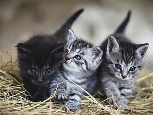 sterilizzazione-gratuita-per-i-gatti-presso-lex-canile-di-castelvetrano