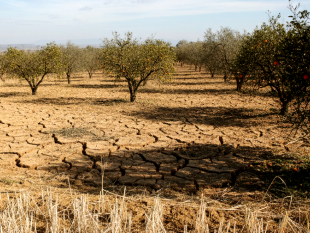 siccita-2024-via-alle-domande-in-sicilia-35-milioni-per-agrumi-e-olivo-fino-al-10-ottobre