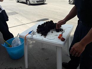 sequestro-ricci-di-mare-illecitamente-commercializzati-su-strada
