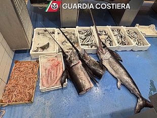 mazara/trapani-sequestrati-105-kg-di-pesce-senza-tracciabilita-sanzioni-per-6000-euro