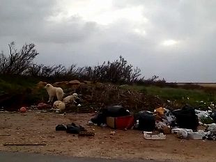 video-cani-randagi-e-spazzatura-ai-gorghi-tondi-il-disappunto-di-una-residente