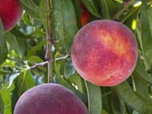 agricoltura-e-non-solo-pesche-il-mercato-si-arricchisce-di-tre-nuove-qualita