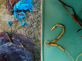 centro-di-primo-soccorso-per-tartarughe-marine-dell-amp-isole-egadi-salvato-nuovo-esemplare-di-caretta-caretta