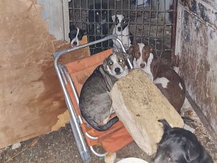 trapani-salvati-nove-cani-da-una-struttura-in-fiamme