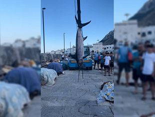 trapani/marettimo-pescato-un-pesce-spada-di-229-kg