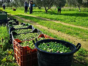 a-selinunte-raccolte-le-olive-nel-fondo-confiscato