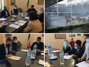mazara-al-via-la-campagna-straordinaria-di-sterilizzazione-di-cani-randagi