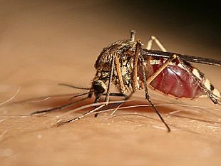 mazara-caso-di-west-nile-disinfestazione-straordinaria-a-tonnarella