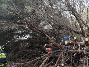 paura-a-borgetto-cade-un-grosso-albero-danni-ma-nessun-ferito