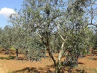 quattro-chiacchiere-con-un-albero-dulivo